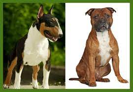Le pitbull est un chien de terrier musclé, dynamique et très vivace. Lois Interdictions Chiens 1ere Et 2eme Categorie En France