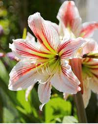 Amaryllis Flower In 2020 Amaryllis Flowers Amaryllis Wholesale Flowers