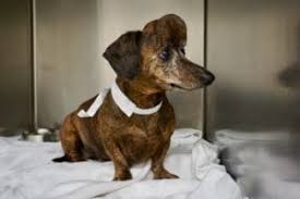 This is important, because the only way to test for rabies is to test the brain after removal from the body. Dog With A Brain Tumor Gets A New 3d Printed Skull Cesar S Way