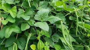 Image result for Vigna unguiculata