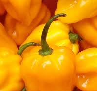 Hainan yellow lantern chili - Wikipedia