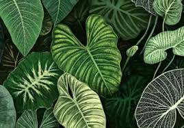 Image result for Doryopteris concolor