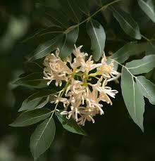 Image result for Antizoma angustifolia