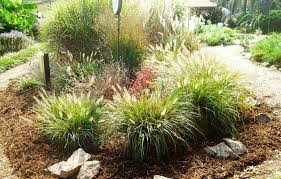 There are many drought tolerant grasses and a variety of native grasses. Ornamental Grasses Loudoun County Master Gardeners