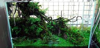 Japanese Nature Jungle Aquarium Nature Aquarium Aquascape Aquarium Garden