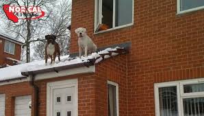 Nor Cal Roofing Boxer Dogs Funny Boxer Dogs Funny Dog Pictures