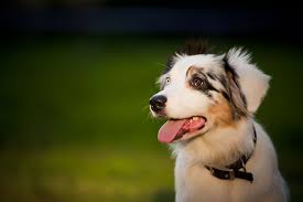 Best dog puzzles for australian shepherds. Best Toys For Aussies Australian Shepherd Working Dogs Dogs