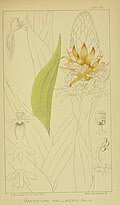 Image result for Satyrium coriophoroides
