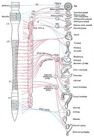 Autonomic Nervous System Function And Divisions Biology Dictionary