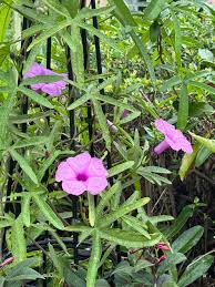 Image result for Ipomoea mauritiana