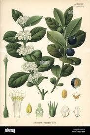 Image result for Mimusops obtusifolia