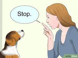 We did not find results for: How To Train Your Dog To Be Calm 12 Steps With Pictures