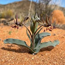Image result for Ornithoglossum