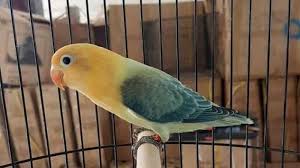 Maybe you would like to learn more about one of these? Mau Pelihara Love Bird Ketahui Dulu Ini 7 Jenis Love Bird Perbedaan Dan Harganya Mana Yang Cocok Tribun Jabar