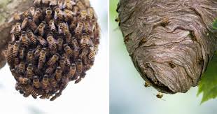 Nid de guepe sous terre. Essaim D Abeilles Ou Nid De Guepes Dans Son Jardin Que Faire