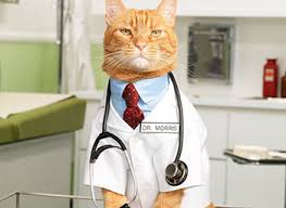 Hayat Kurtaran Kedi Gozu Damlasi Tobrased Ve Tobsin