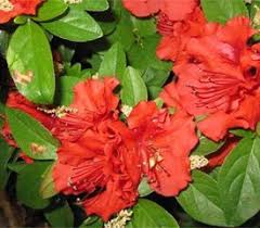 Rhododendron Girard S Scarlet Azaleas Rhododendron Plants