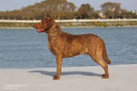 Image result for chesapeake bay retrívr