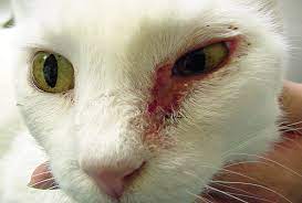 The wikipedia article does not. Cytology Common Neoplastic Skin Lesions In Dogs Cats