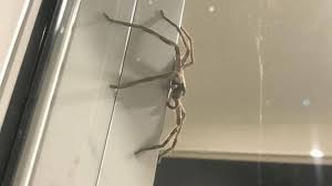 Check spelling or type a new query. Hauntingly Huge Huntsman Spider Perches On Window Of Australian House Abc News