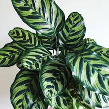 654 banglo boleh ditempah sekarang. 5 Jenis Pokok Viral Di Malaysia