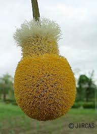 Image result for Parkia