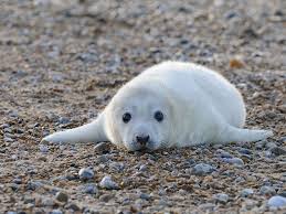 Baby animals pictures cute animal photos funny animal pictures animals and pets cute pictures animal pics exotic animals majestic animals fluffy animals. Why We Want To Squeeze Cute Little Things Smart News Smithsonian Magazine