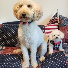 TOP 10 BEST Pet Transportation near Verona, VA