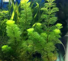Bahkan, bisa saja membuat tanaman aquascape dalam akuarium anda mati karena tidak bisa tumbuh. Jenis Tanaman Aquascape Untuk Pemula Yang Gampang Dirawat