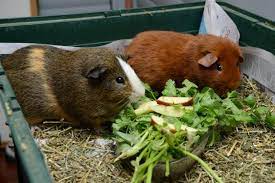 Maybe you would like to learn more about one of these? Mobile Petting Farm Sydney Hire