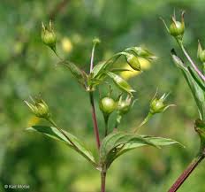 Image result for Lysimachia barbata
