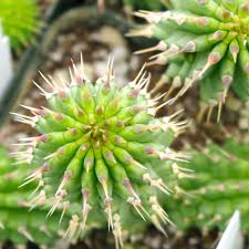 Image result for Hoodia currorii