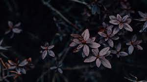 Download and use 10,000+ desktop wallpaper aesthetic stock photos for free. Dark Aesthetic Wallpapers 20 Images Wallpaperboat