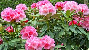 Wann der beste zeitpunkt für das schneiden von rhododendren ist, hängt von der art des schnitts ab. Rhododendron Schneiden 3 No Gos Beim Schnitt Mein Schoner Garten