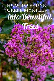 How To Style Crapemyrtles Into Shapely Trees Crepe Myrtle Trees Crepe Myrtle Landscaping Crepe Myrtle