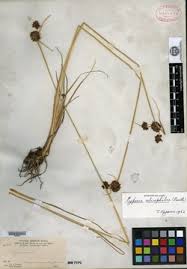 Image result for Isolepis costata