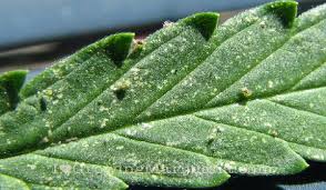 We did not find results for: Spider Mites On Weed Prevention And Complete Removal Ilgm