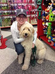 First Time To Petco Goldendoodle Goldendoodle Goldendoodle Haircuts Labradoodle