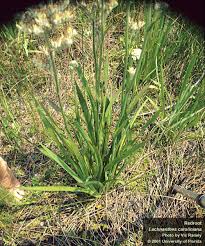 Image result for Rourea coccinea