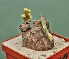 Image result for Euphorbia platyrrhiza