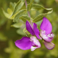 Image result for Polygala senensis