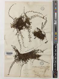 Image result for Asplenium dregeanum