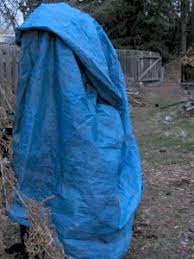Make sure the cover goes all the way to the ground. Tree And Plant Frost Protection Dave S Garden