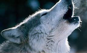 Paling Hits 30 Gambar Serigala Keren 3d 15 Gambar Wallpaper Serigala Keren Download Wolf Wallpapers Hd Wallpaper C Animals Animal Mashups Majestic Animals Download wallpaper gambar rokok gudang wallpaper. animals animal mashups majestic animals