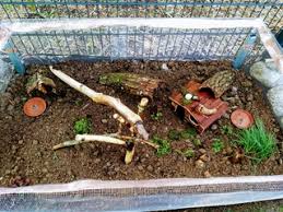 Weinbergschnecken sind große auffällige schnecken mit einem schneckenhaus, die wichtige funktionen im garten haben. Schnecken Forum Thema Anzeigen Helix Pomatia Im Freien