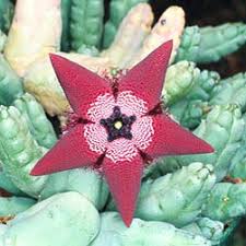 Image result for Tridentea