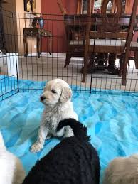 Advertise, sell, buy and rehome goldendoodle dogs and puppies with pets4homes. Jps Doodles Taking Deposits For The Goldendoodle Puppies Facebook