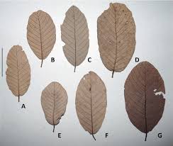 Image result for Monotes africanus