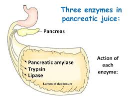Image result for pancreas calluses