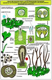 Phaeoceros Laevis Antocerota Bryophyta Jpg 1102 1696 Biology Plants Botanical Science Science Experiments Kids Elementary